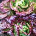 Marvel of Four Seasons Lettuce Seeds - Non-GMO, Heirloom, Loose-Leaf, Lactuca sativa, 600 Seeds