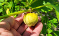 Tomatillo Seeds 25 Pack - Physalis Philadelphica for Salsa Verde, Florida Grown, Green Fruit, Easy to Grow