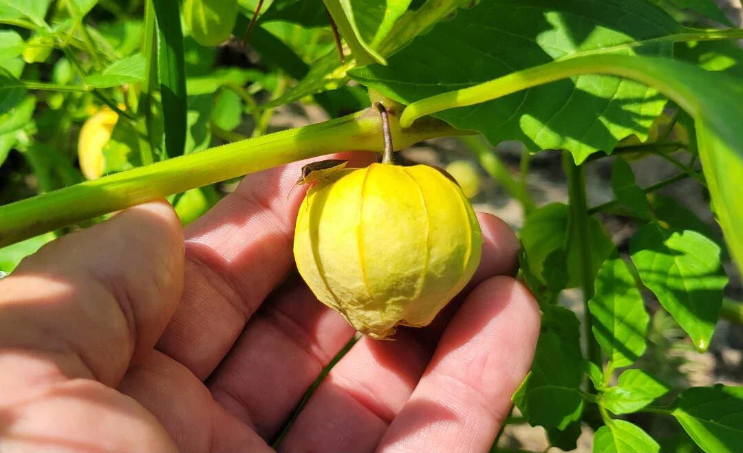 Tomatillo Seeds 25 Pack - Physalis Philadelphica for Salsa Verde, Florida Grown, Green Fruit, Easy to Grow