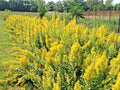 Goldenrod Seeds - 100+ Showy Native Wildflower for Pollinators - Solidago canadensis - Drought-Tolerant Perennial