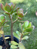 Rooted Jade Plants Set of 3 | Green Succulents | Crassula ovata | Indoor Easy Care Low Maintenance