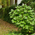 American Ginseng Herb Seeds 40+ Pack, Perennial Medicinal Plant, Panax quinquefolius, Natural Wellness, Free Shipping