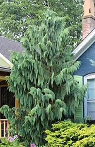 25 Weeping Cypress Pine Seeds - Hesperocyparis funebris, Evergreen, Drought-Resistant, Non-GMO Seeds for Landscaping