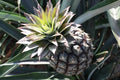 Monte Lirio Pineapple Seeds - Ananas comosus Tropical Fruit Seeds for Garden Planting, Pack of 15+