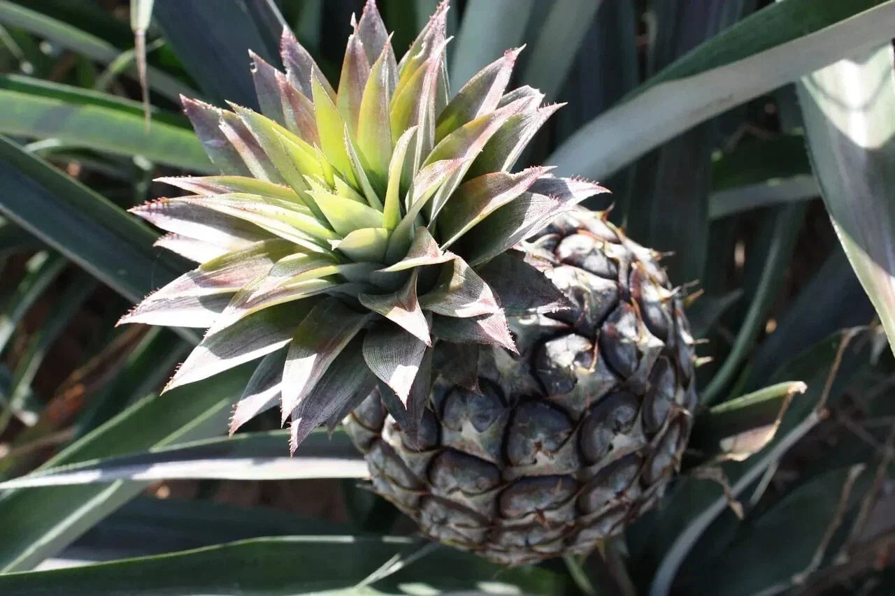 Monte Lirio Pineapple Seeds - Ananas comosus Tropical Fruit Seeds for Garden Planting, Pack of 15+