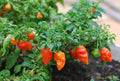 Ghost Pepper Plant Seeds – Bhut Jolokia Capsicum chinense – World's Hottest Chili with 1 Million+ Scoville Units
