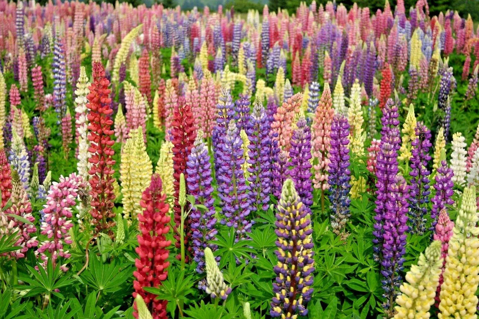Lupine Seeds - 51+ Russell Mix Perennial Wildflower for Pollinators - Lupinus polyphyllus Native Garden Plant