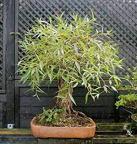 Bonsai Globe Willow Tree Cutting, Large Thick Trunk, Naturally Round, Salix matsudana 'Ball'