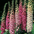 Foxglove Seeds - Excelsior Mix, Digitalis purpurea, 2000 Seeds for Shade & Sun Gardens