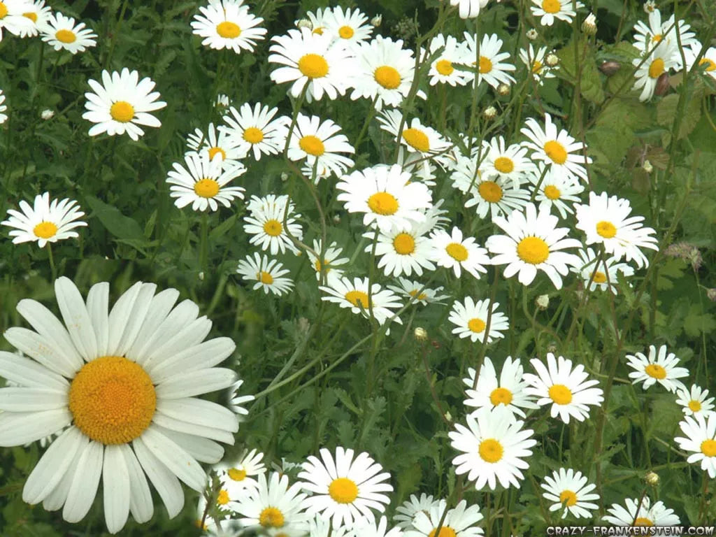 Chamomile Seeds 1200 Count - German Herb White - Matricaria chamomilla - Organic Non-GMO Seeds for Herbal Tea & Garden