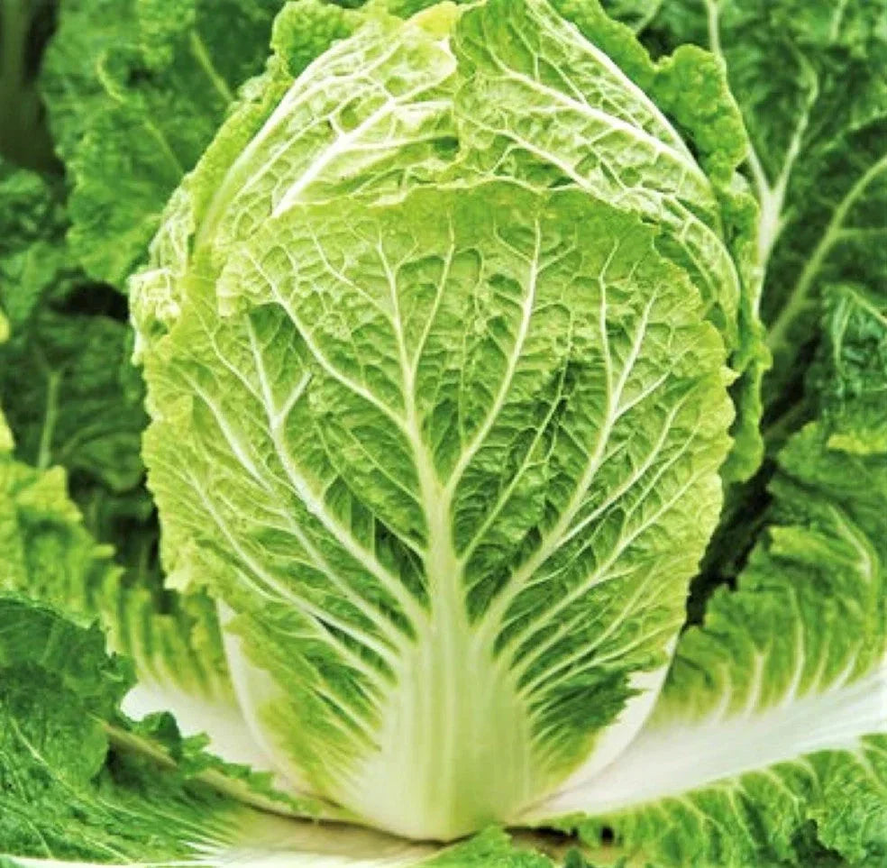 Matsushima Chinese Napa Cabbage Seeds – Over 500 Non-GMO Brassica rapa for Spring & Fall Planting, USA Grown