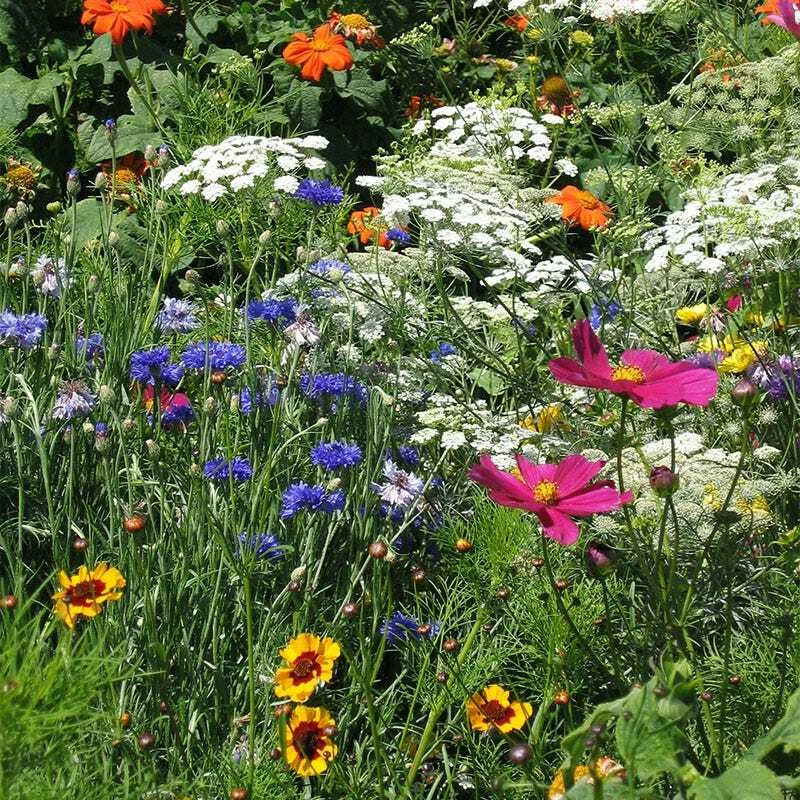 Drought Resistant Wildflower Seed Mix – 1000 Non-GMO Seeds for Xeriscaping, Dry Area Gardens, Pollinator-Friendly, 25 Species
