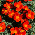 California Poppy Seeds - Scarlet Flanders Variety - Red Chief California Poppy - Eschscholzia californica