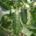 Cucumber Seeds Heirloom Marketmore Non-GMO Vegetable Garden Seeds - Cucumis sativus, 60+ Seeds
