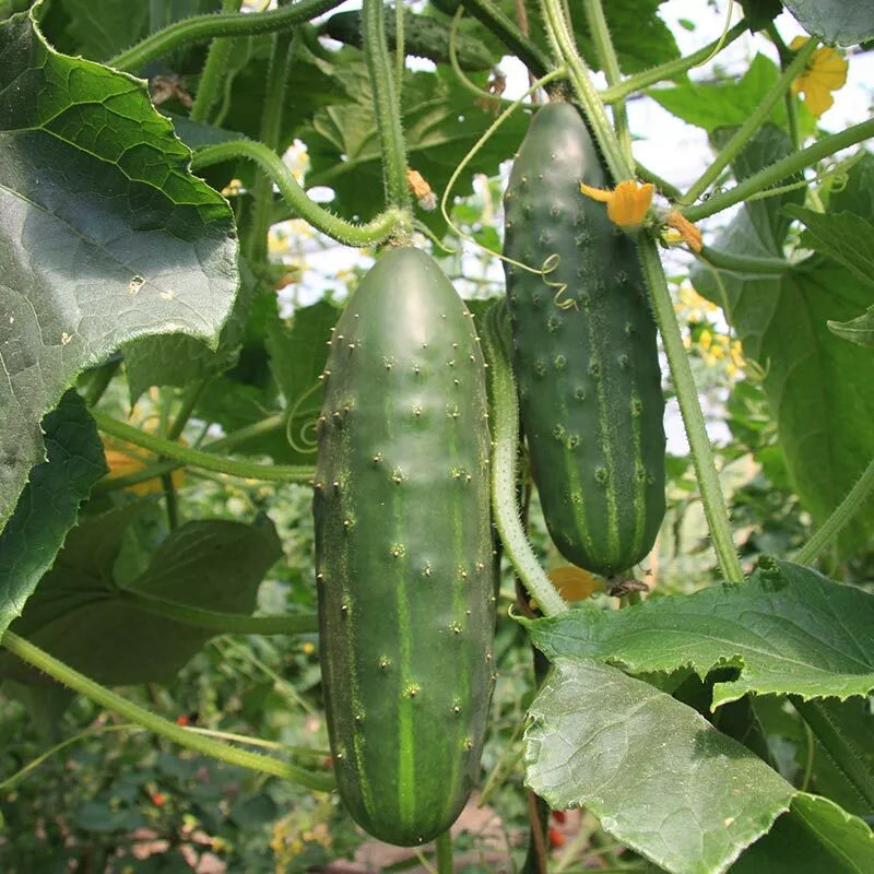 Cucumber Seeds Heirloom Marketmore Non-GMO Vegetable Garden Seeds - Cucumis sativus, 60+ Seeds