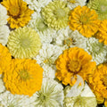 Zinnia Flower Seeds Mix Lemon Meringue Variety Non-GMO for Pollinators & Butterflies - 200 Seeds