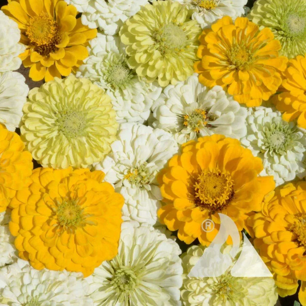 Zinnia Flower Seeds Mix Lemon Meringue Variety Non-GMO for Pollinators & Butterflies - 200 Seeds