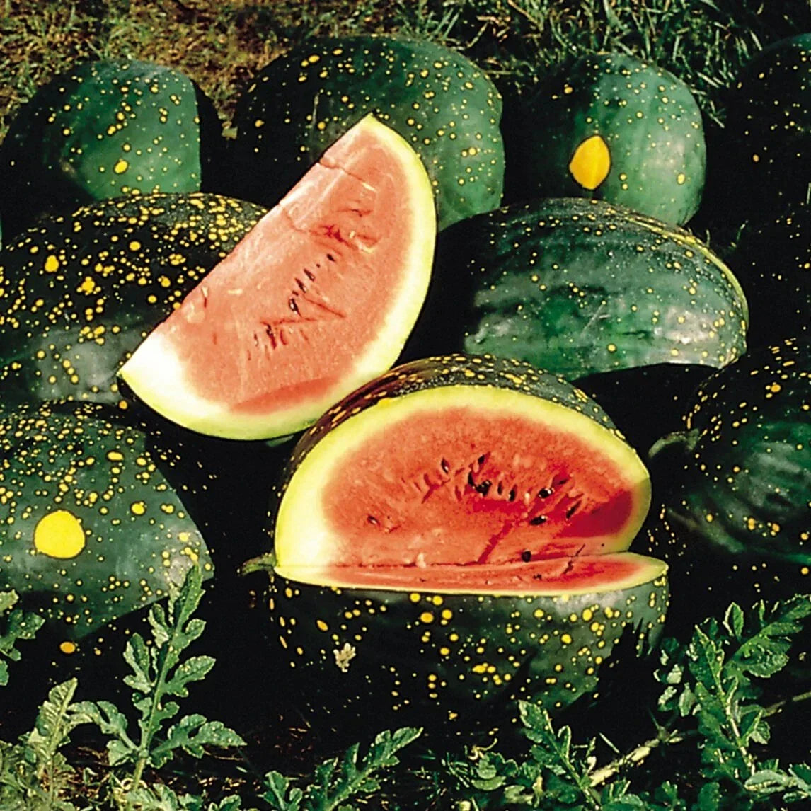 Red Moon and Stars Watermelon Seeds – Heirloom, Non-GMO, Very Sweet Citrullus lanatus, Vining Seeds for Home Garden