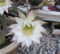 Harrisia jusbertii Snake Cactus Cutting – Rare Dusk Blooming Cacti, Indoor Succulent, Unique Houseplant, 8-inch Plant Cutting