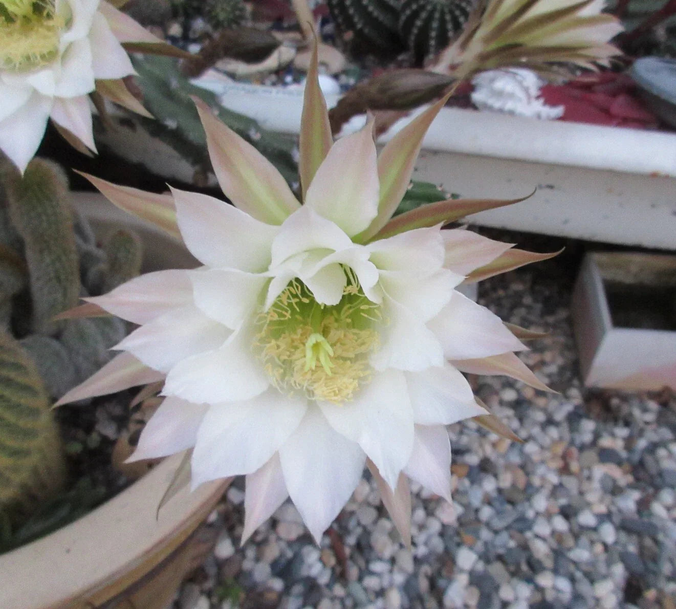 Harrisia jusbertii Snake Cactus Cutting – Rare Dusk Blooming Cacti, Indoor Succulent, Unique Houseplant, 8-inch Plant Cutting