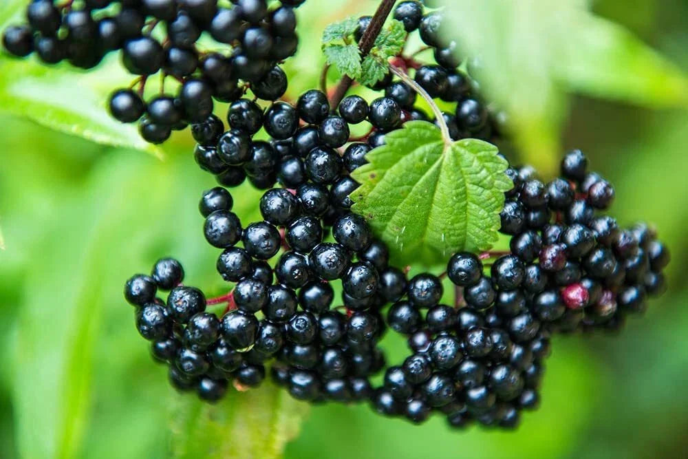 Fresh Elderberry Cuttings - Black Bear Variety - Sambucus nigra for Planting, Deciduous Shrub, Dark Berries