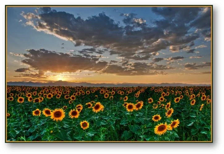 Bulk Dwarf Sunflower Seeds 200 Count - Helianthus annuus - Compact, Pollinator Attracting, Full Sun, Easy Grow