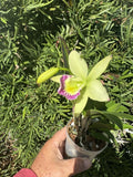 Brassocattleya Hawaii Stars Nodosa Orchid Plant – 4” Blooming Fragrant Orchid, Tropical Indoor Flowering Plant
