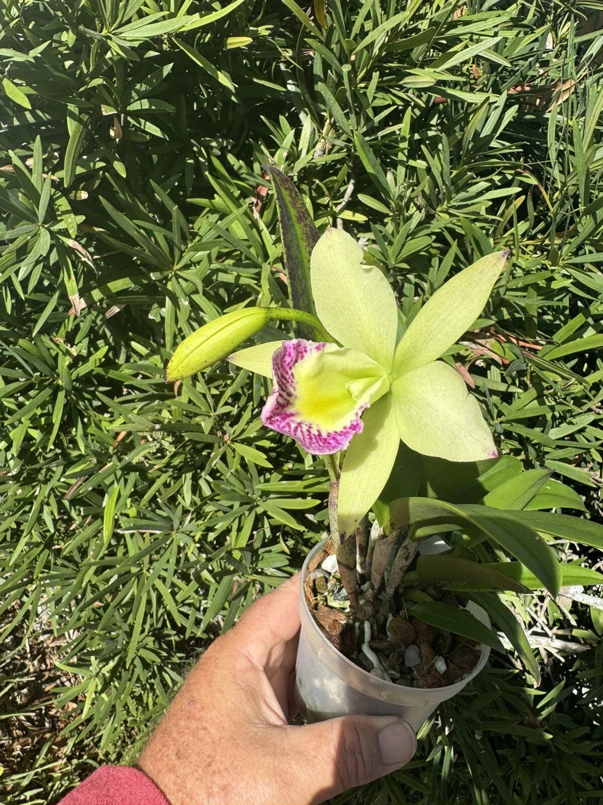 Brassocattleya Hawaii Stars Nodosa Orchid Plant – 4” Blooming Fragrant Orchid, Tropical Indoor Flowering Plant