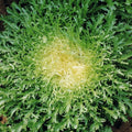 Endive Seeds Green Curled Ruffec Organic Frisee Lettuce for Salad Gardening Cichorium endivia 2025 Planting
