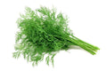 Dill Seeds Culinary Herb Anethum graveolens 200+ Seeds for Gardening & Cooking