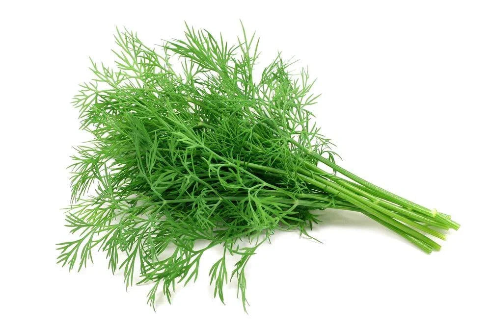 Dill Seeds Culinary Herb Anethum graveolens 200+ Seeds for Gardening & Cooking