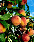 Fresh Cuttings Yellow Peach Tree Prunus persica Organically Grown 6 No Roots