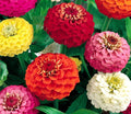 Lilliput Zinnia Seeds, Mixed Colors, Annual Flower, Zinnia elegans, Bee Friendly Pollinator Garden Seeds