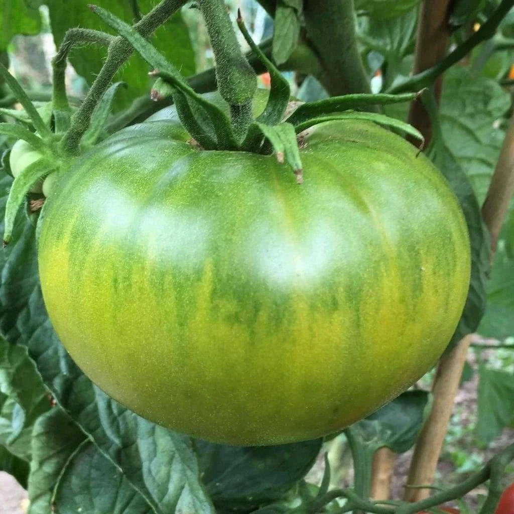 Aunt Ruby's German Green Tomato Seeds - Heirloom, Organic, NON-GMO, 25 Seeds, Solanum lycopersicum