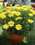 Marguerite Daisy Seeds - 120 Fresh Yellow Butterfly Flowers - Leucanthemum vulgare - Full Sun, Easy to Grow, Attracts Pollinators