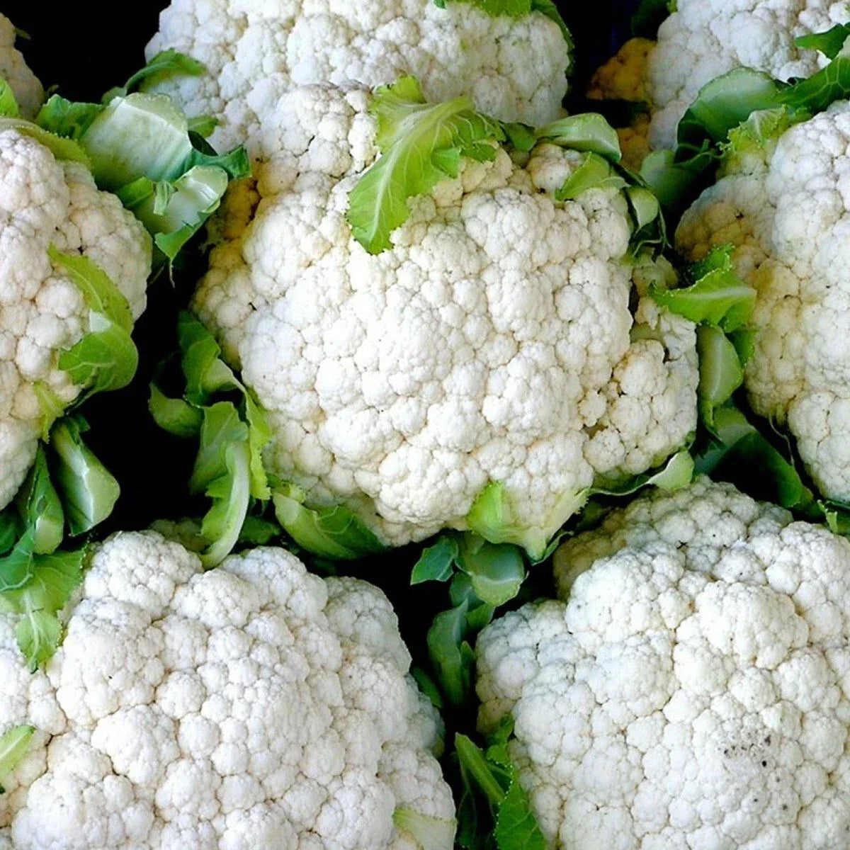 Snowball Cauliflower Seeds - Organic Heirloom Vegetable for Garden & Container, Brassica oleracea var. botrytis, 301+ Seeds
