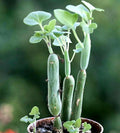 Senecio Articulatus Candle Plant 3" Potted Succulent - Rare Curiously Looking Indoor Houseplant