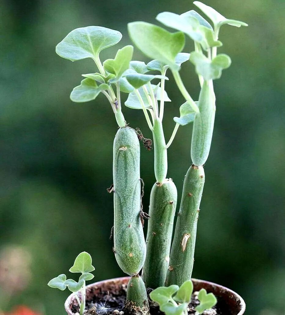 Senecio Articulatus Candle Plant 3" Potted Succulent - Rare Curiously Looking Indoor Houseplant