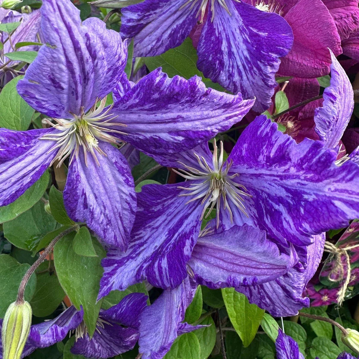 Tie Dye Clematis Plant 2.5" Pot with Large 6" Dark Purple Silver Streak Flowers, Clematis viticella