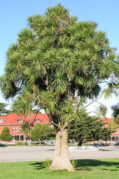 Cabbage Palm Tree Seeds - Cordyline Australis - Tropical Garden Landscape Planting Seeds - 30 Count