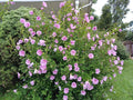 Hibiscus Seeds - Minerva Rose of Sharon Pink Flowers - Hibiscus syriacus - Garden Flower Seeds - Drought Tolerant, Pollinator Attracting
