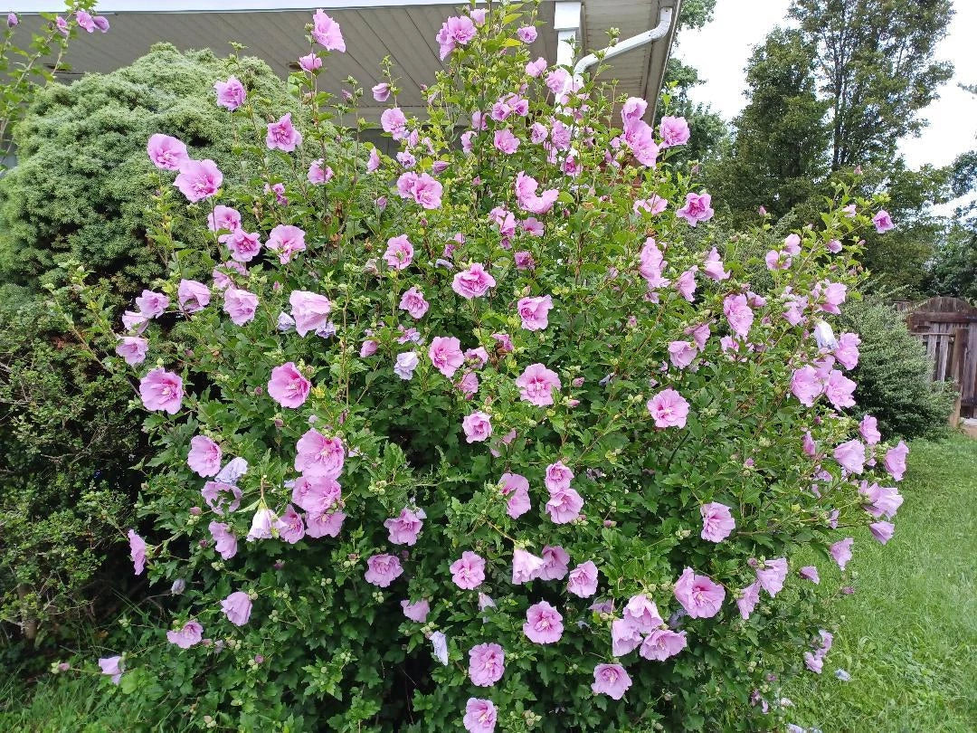 Hibiscus Seeds - Minerva Rose of Sharon Pink Flowers - Hibiscus syriacus - Garden Flower Seeds - Drought Tolerant, Pollinator Attracting