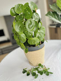 Rare Variegated Pilea Peperomioides White Splash Fresh Cuttings - Unique Indoor Houseplant