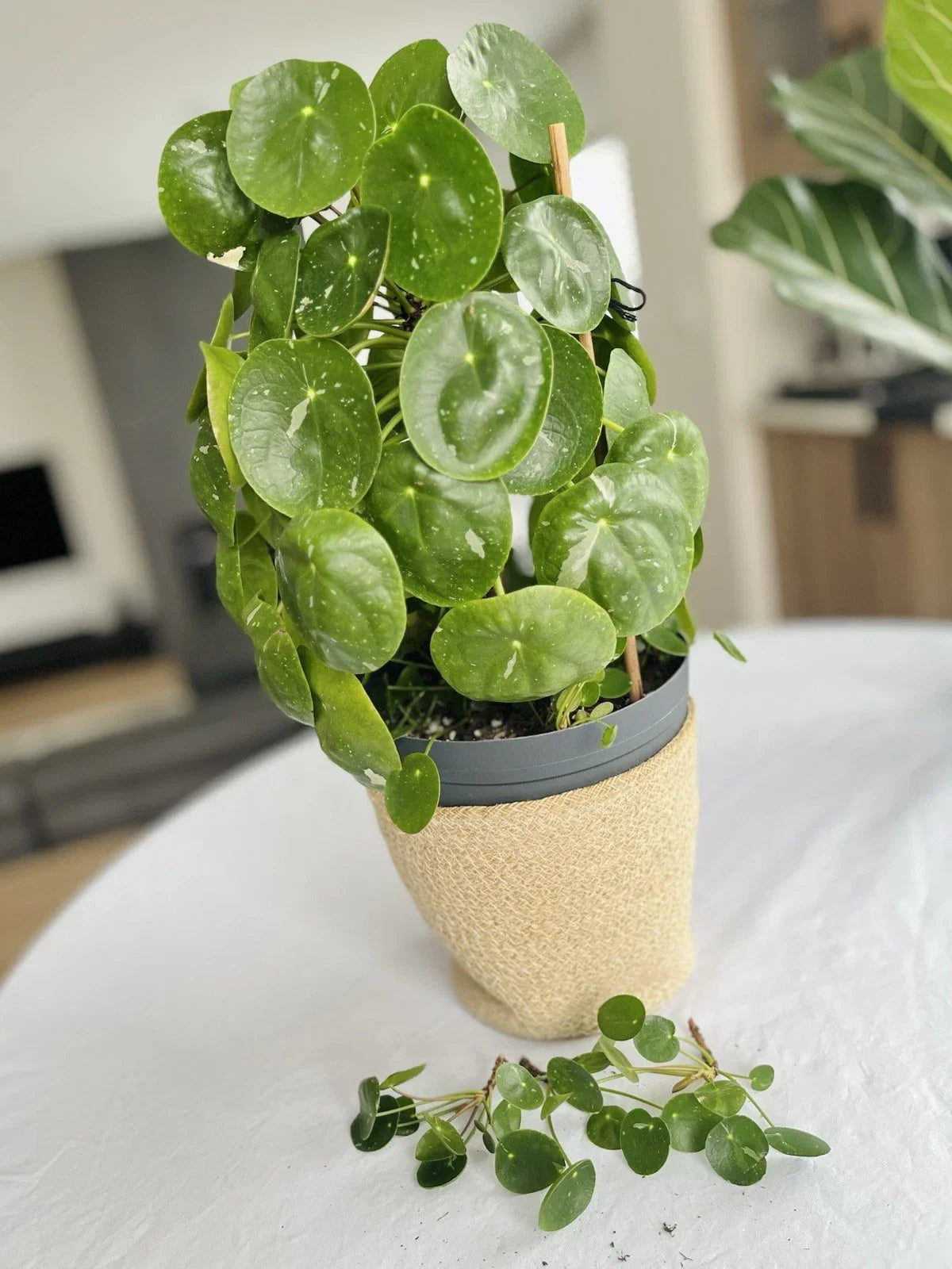 Rare Variegated Pilea Peperomioides White Splash Fresh Cuttings - Unique Indoor Houseplant