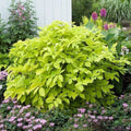 Sun King Japanese Spikenard Plant - Aralia elata - Aromatic Perennial Rhizome
