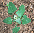 Lambs Quarter Live Plants Set of 3 – Edible Wild Spinach, Pigweed, Chenopodium album, Bushy, Nutritious Herb