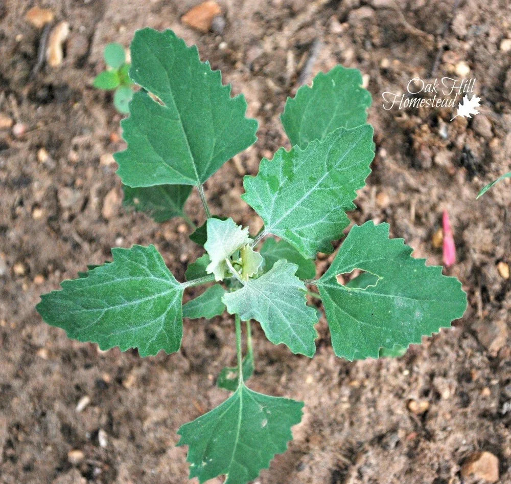 Lambs Quarter Live Plants Set of 3 – Edible Wild Spinach, Pigweed, Chenopodium album, Bushy, Nutritious Herb