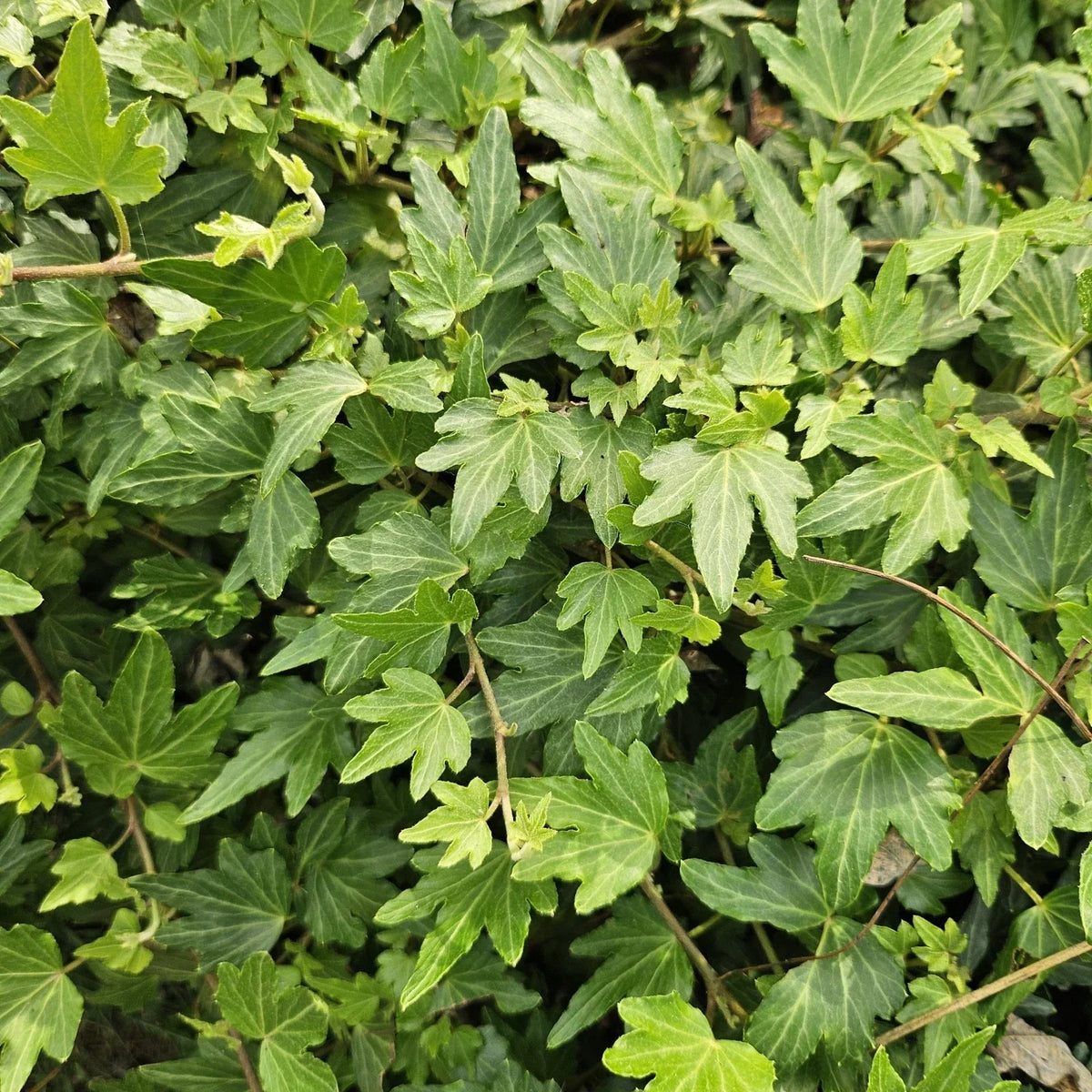 Live English Ivy Plant - Hedera Helix Bare Roots Groundcover