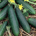 Organic Tendergreen Burpless Cucumber Seeds - Heirloom Cucumis sativus, Non-GMO, 50+ Seeds for Home Garden, Crisp & Mild Flavor
