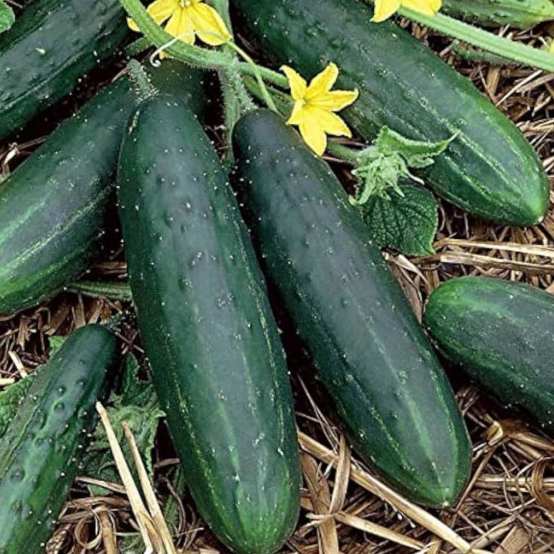 Organic Tendergreen Burpless Cucumber Seeds - Heirloom Cucumis sativus, Non-GMO, 50+ Seeds for Home Garden, Crisp & Mild Flavor
